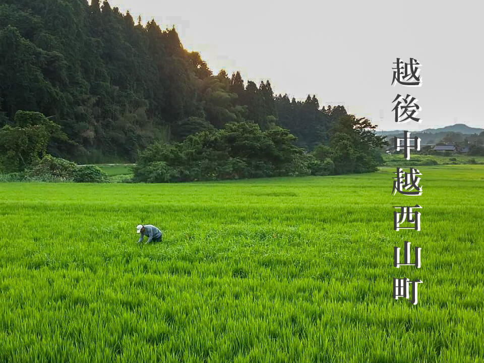 越後中越西山町 安野 広明氏