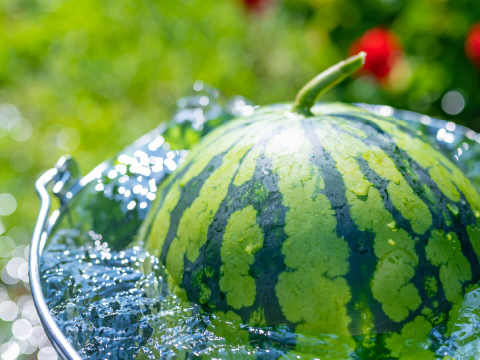 スイカ