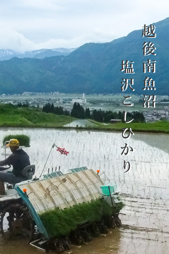 越後南魚沼塩沢こしひかり 舘野 武夫氏