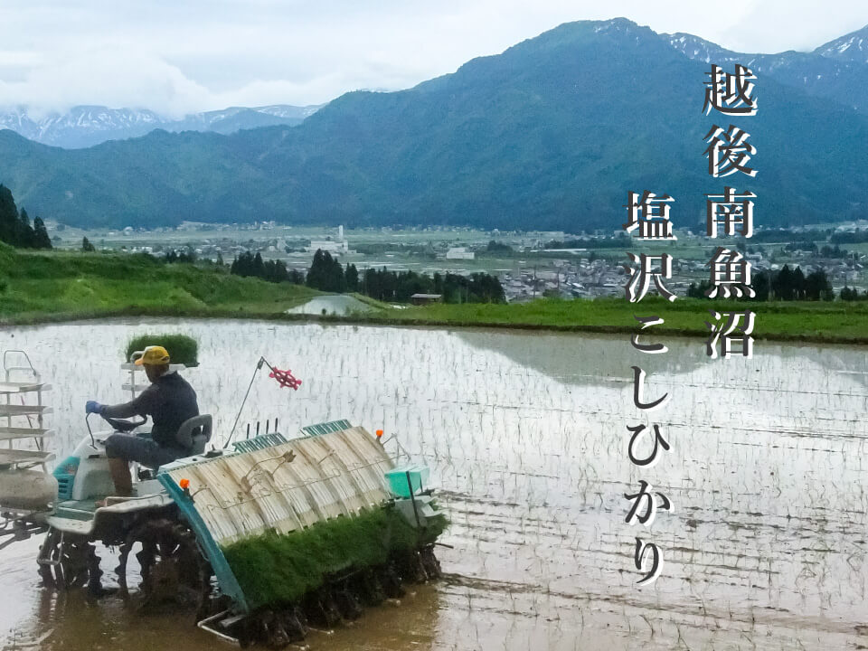 越後南魚沼塩沢こしひかり 舘野 武夫氏