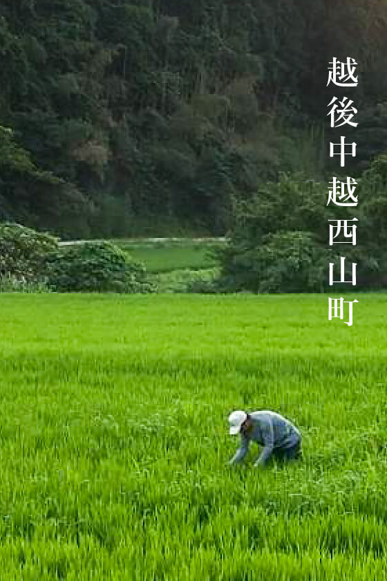 越後中越西山町 安野 広明氏