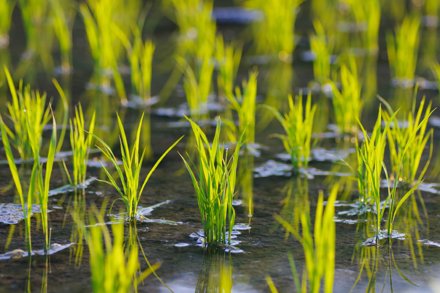 有機質の土と丹後の自然を活かした「特A」ランクの丹後米