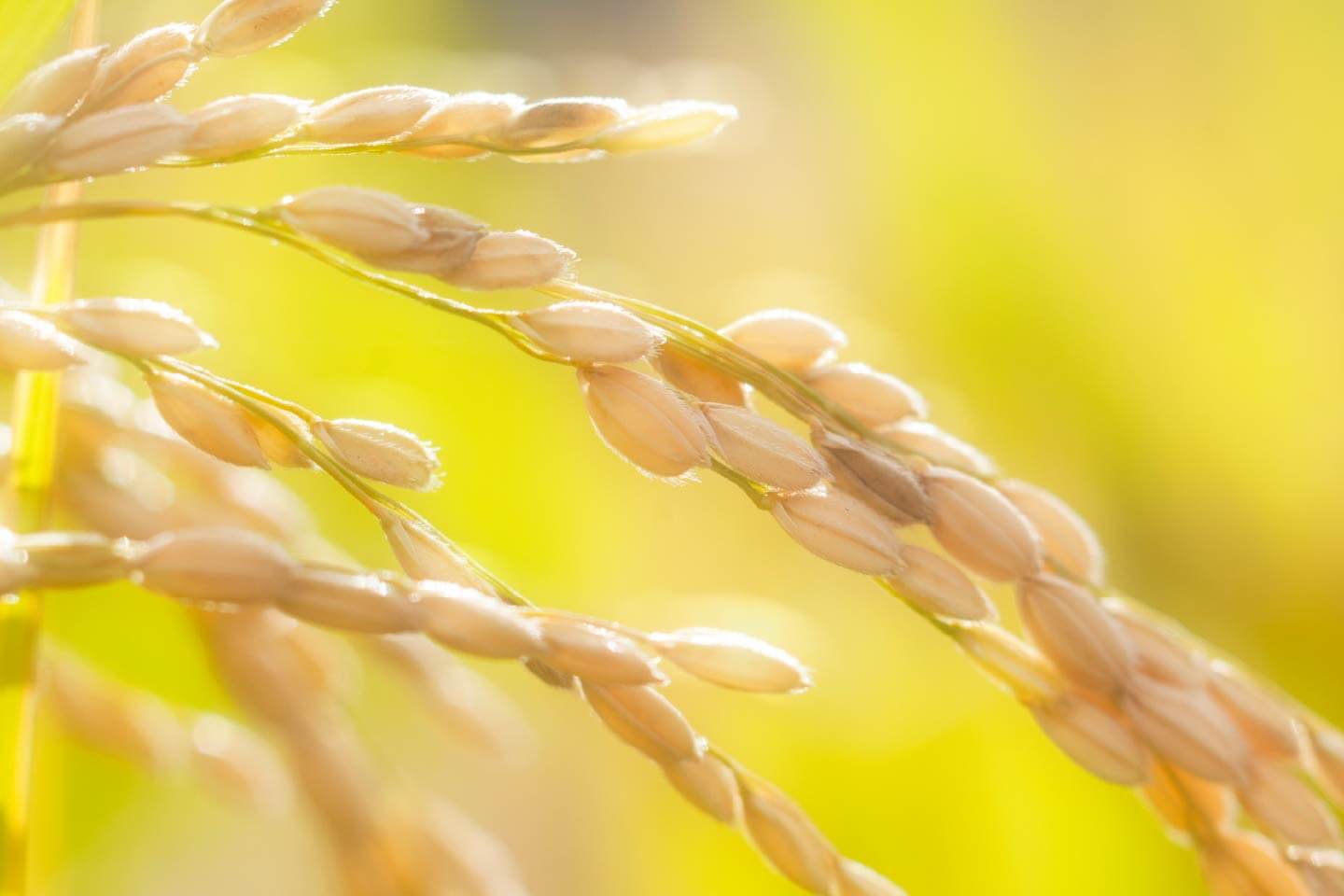 3. 化学肥料は使わない